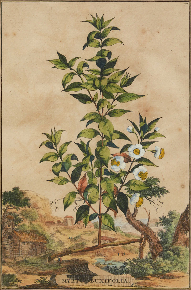 Abraham Munting, Twelve Botanical Prints, twelve colour engravings - view 3