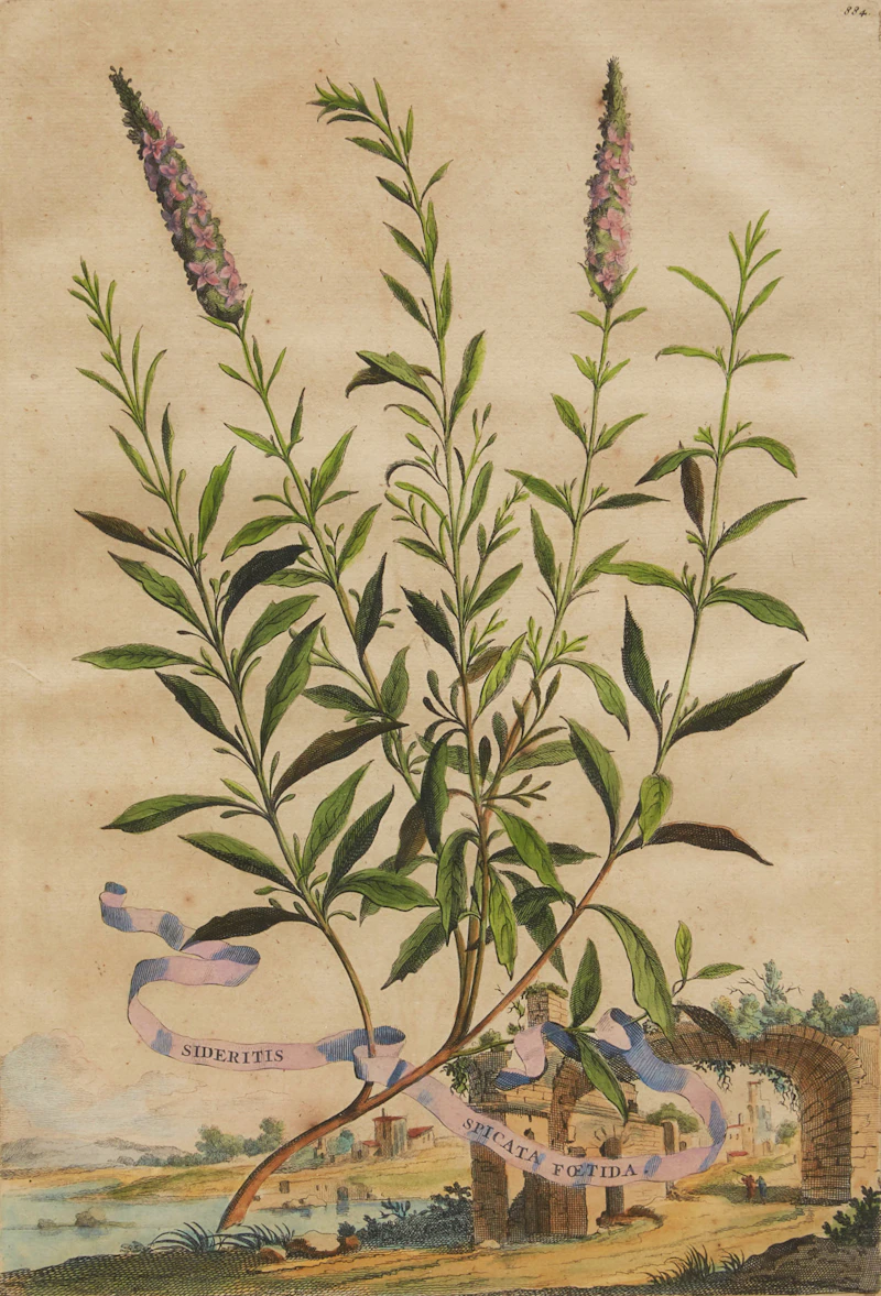 Abraham Munting, Twelve Botanical Prints, twelve colour engravings - view 4