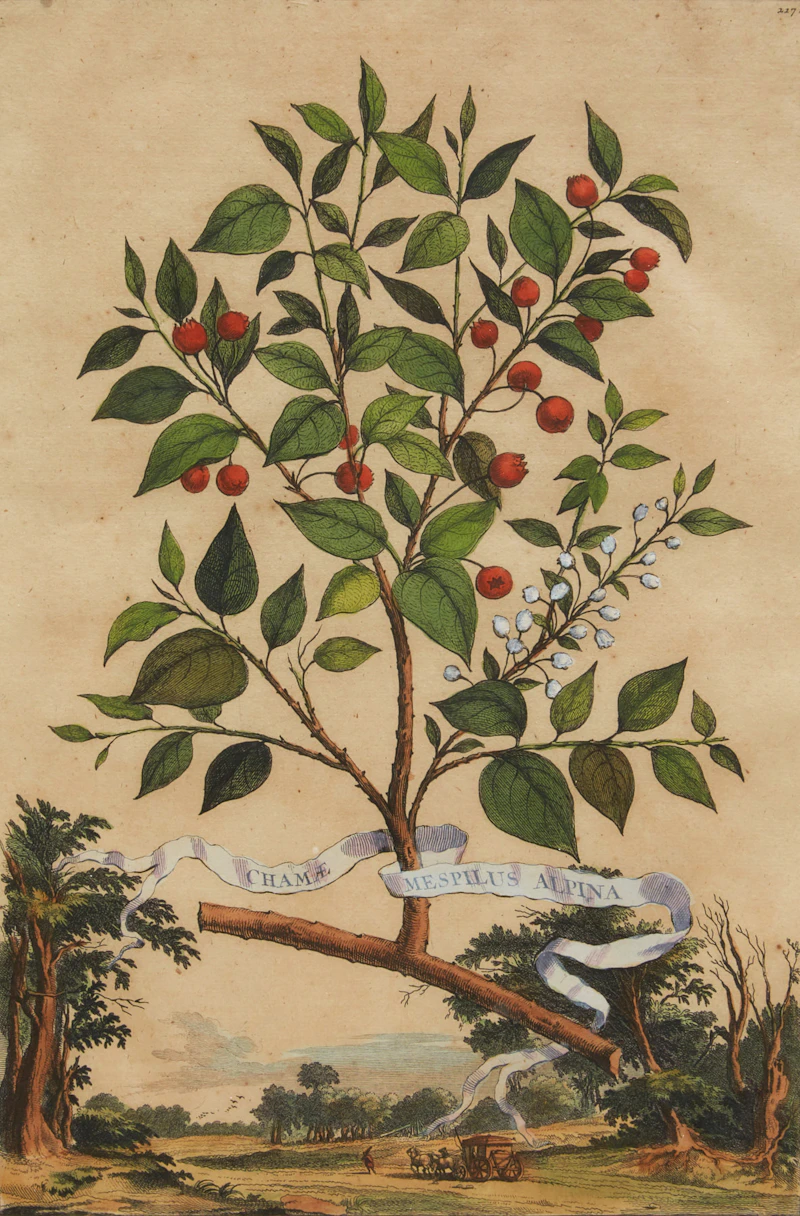 Abraham Munting, Twelve Botanical Prints, twelve colour engravings - view 5