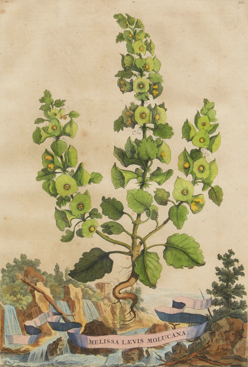 Abraham Munting, Twelve Botanical Prints, twelve colour engravings - view 6