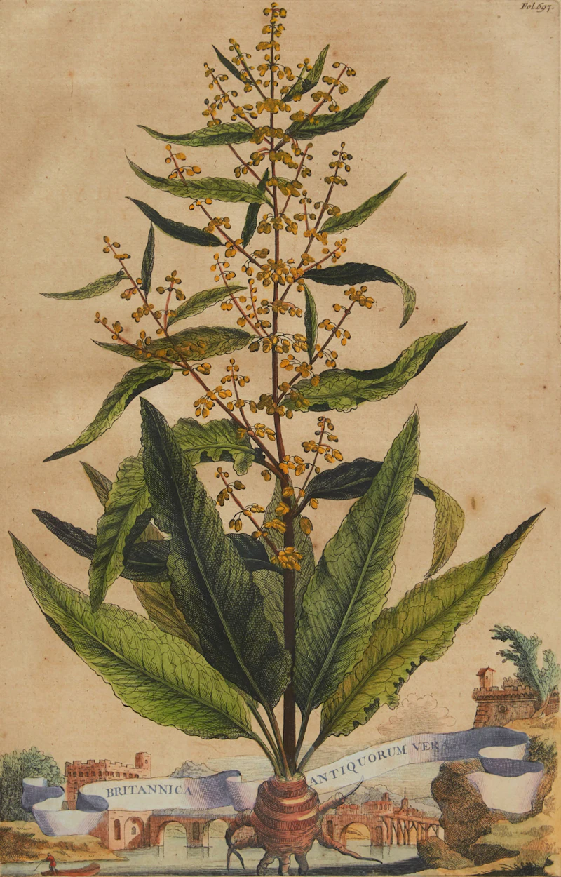 Abraham Munting, Twelve Botanical Prints, twelve colour engravings - view 7