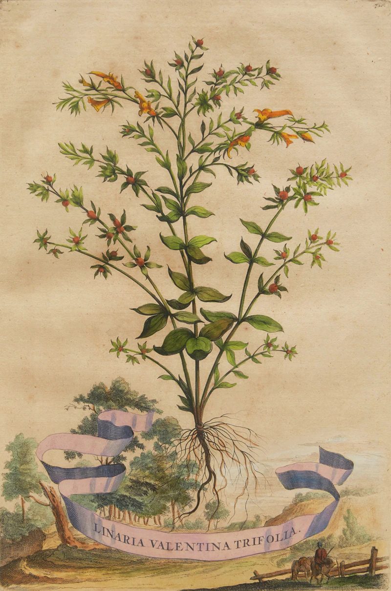 Abraham Munting, Twelve Botanical Prints, twelve colour engravings - view 8