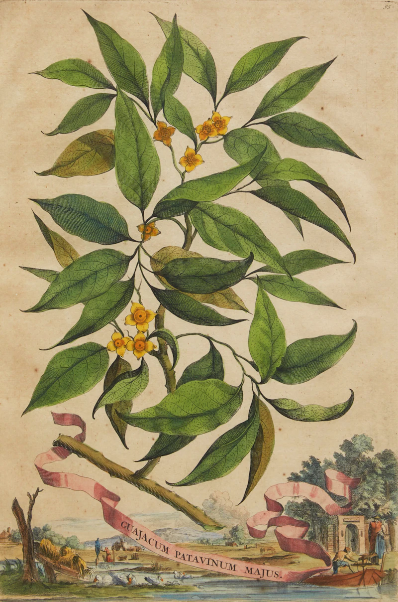 Abraham Munting, Twelve Botanical Prints, twelve colour engravings - view 9
