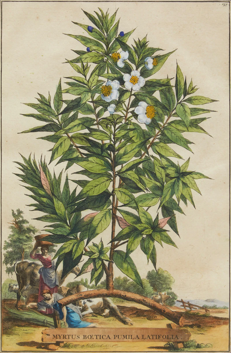 Abraham Munting, Twelve Botanical Prints, twelve colour engravings - view 10