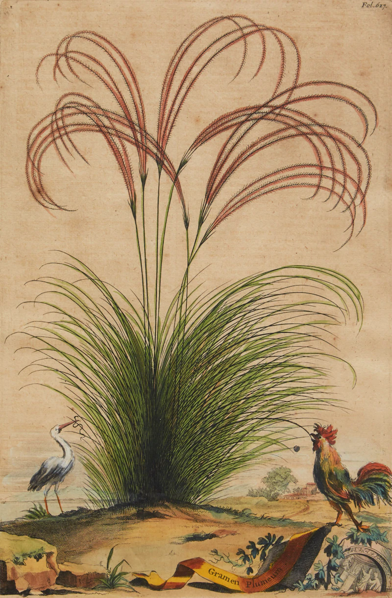 Abraham Munting, Twelve Botanical Prints, twelve colour engravings - view 11