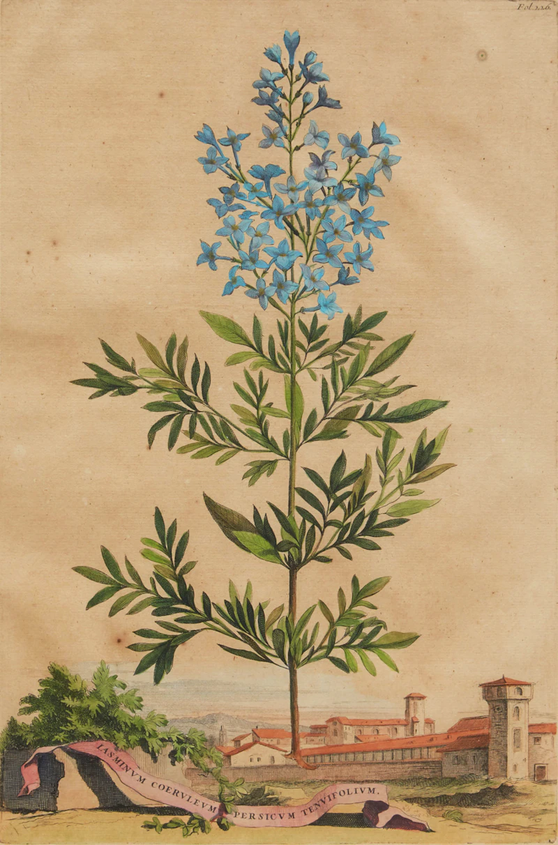 Abraham Munting, Twelve Botanical Prints, twelve colour engravings - view 12