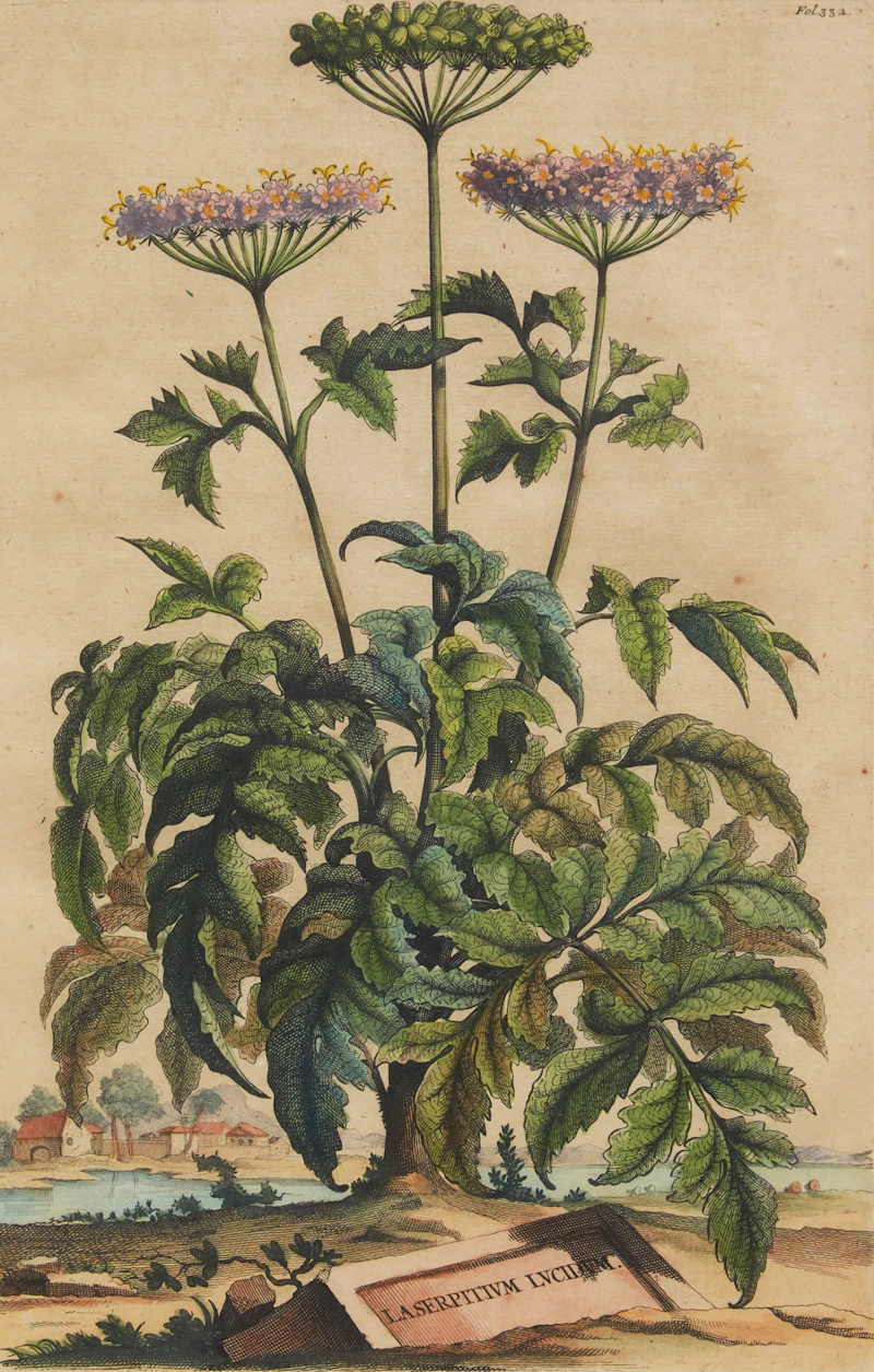 Abraham Munting, Twelve Botanical Prints, twelve colour engravings - view 13