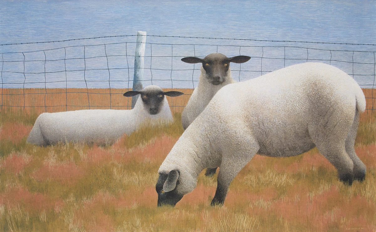 David Alexander Colville, Three Sheep, colour photolithograph