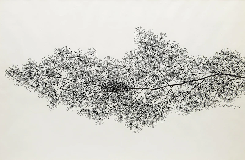 Jacques Hnizdovsky, Pine Branch, ink drawing, 1961 - view 1