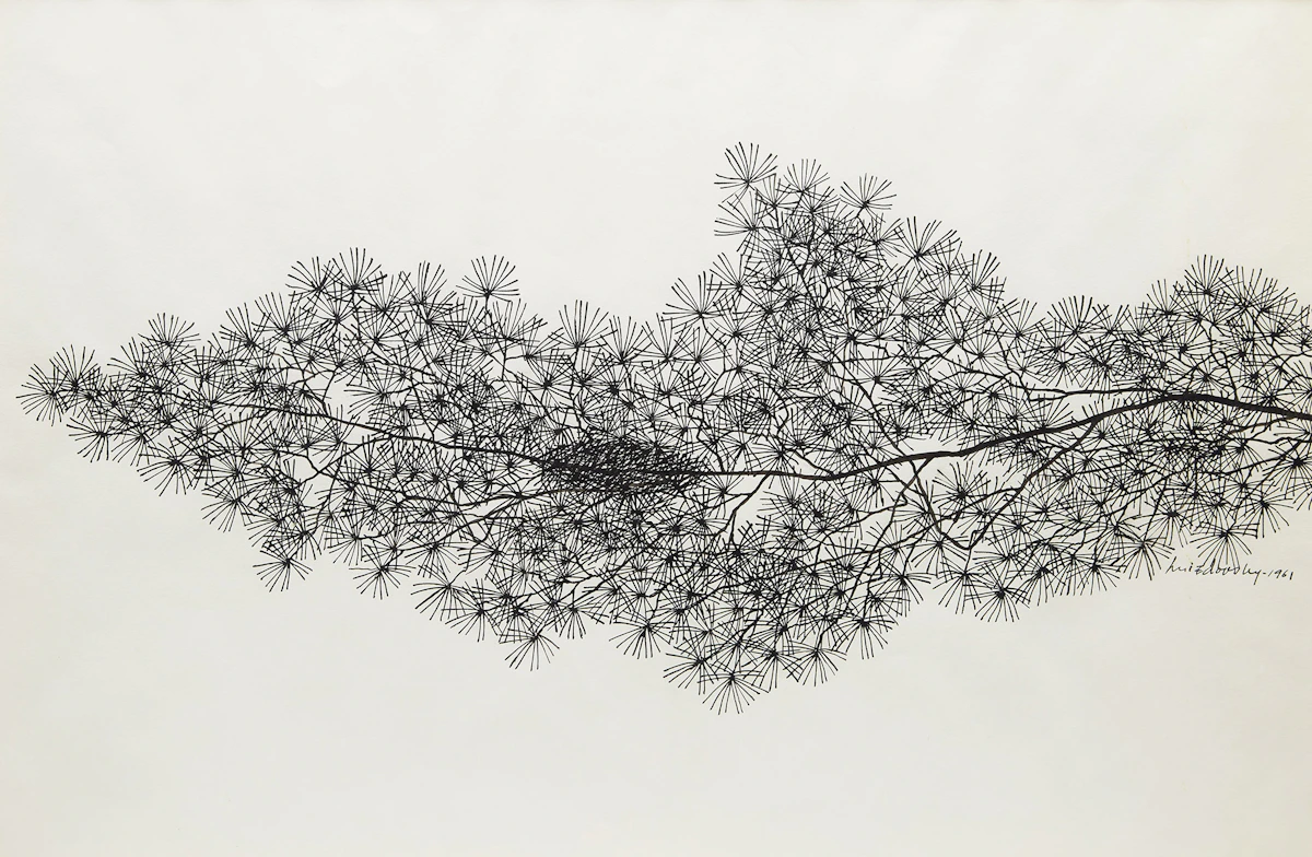Jacques Hnizdovsky, Pine Branch, ink drawing, 1961