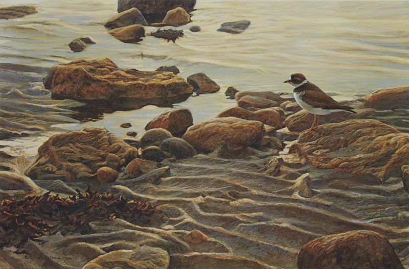 Robert Bateman, Flight of the Plover, offset lithograph - view 2