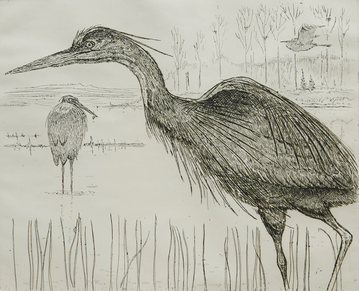 Eric Nasmith, Great Blue Herons #2, etching