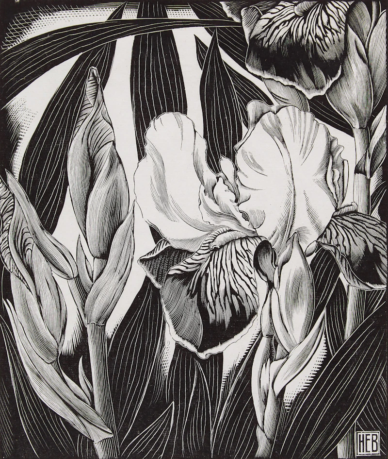 Iris by Henry Eric Bergman