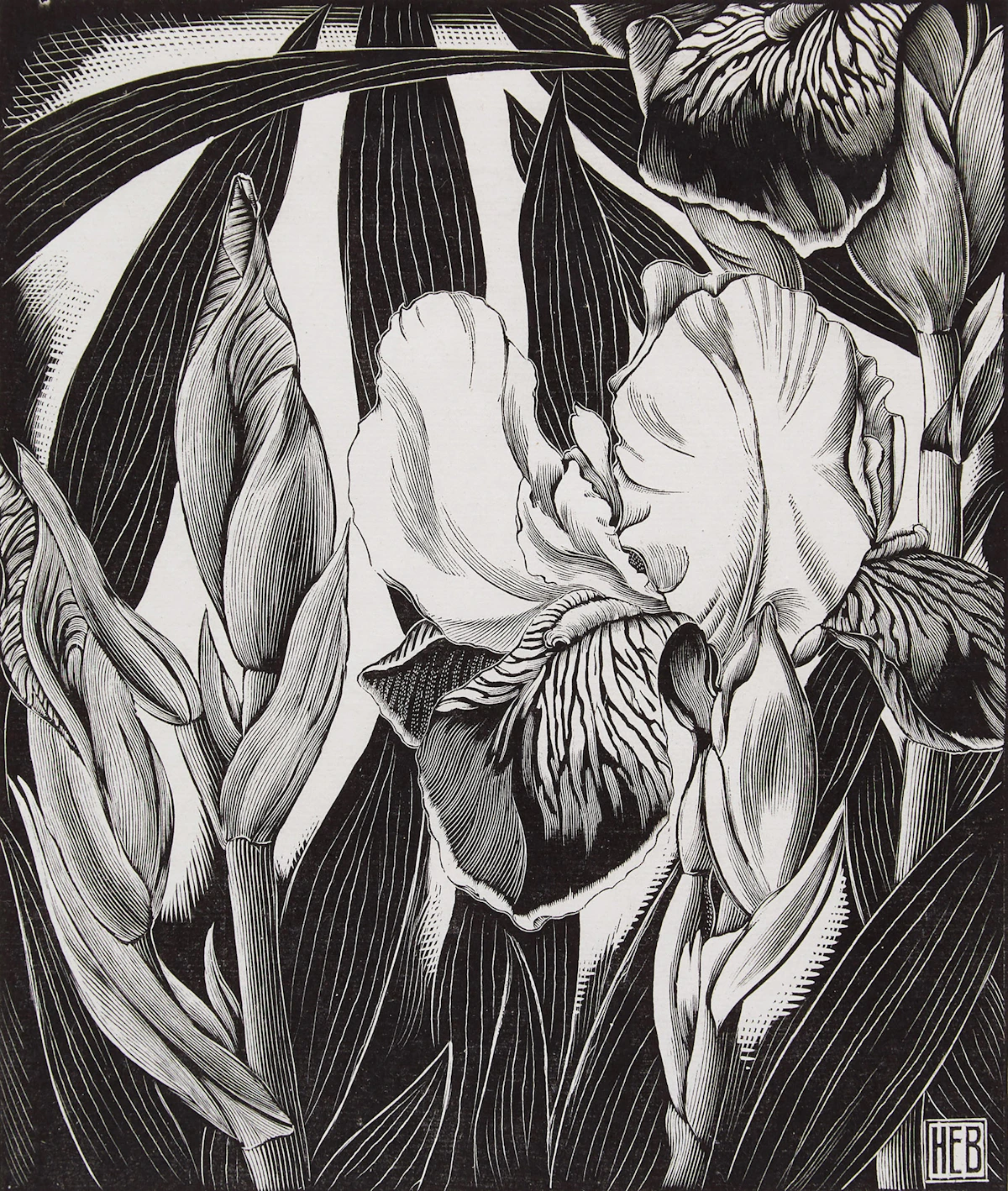 Henry Eric Bergman, Iris, engraving
