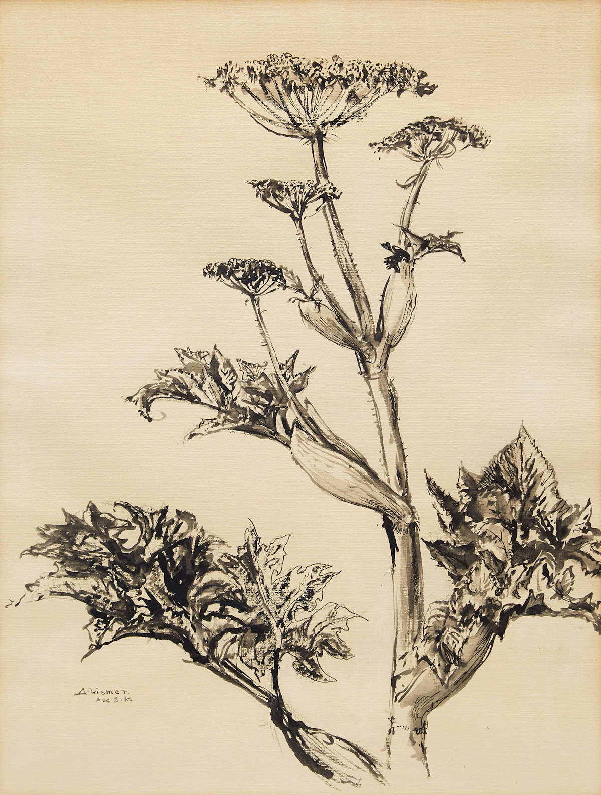 Arthur Lismer, Plant Study, ink drawing