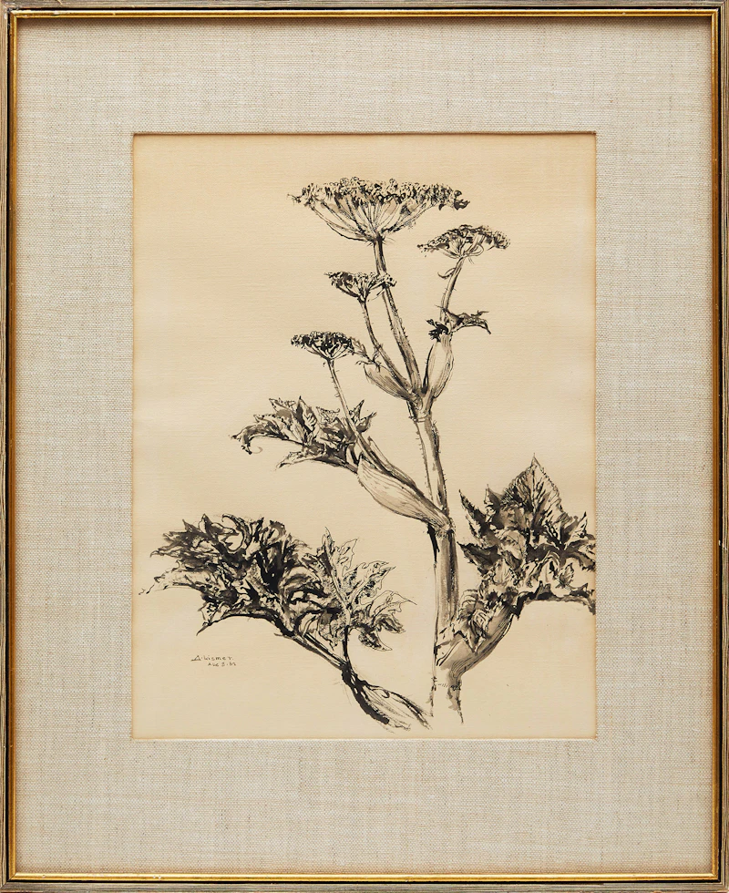 Arthur Lismer, Plant Study, ink drawing - view 2