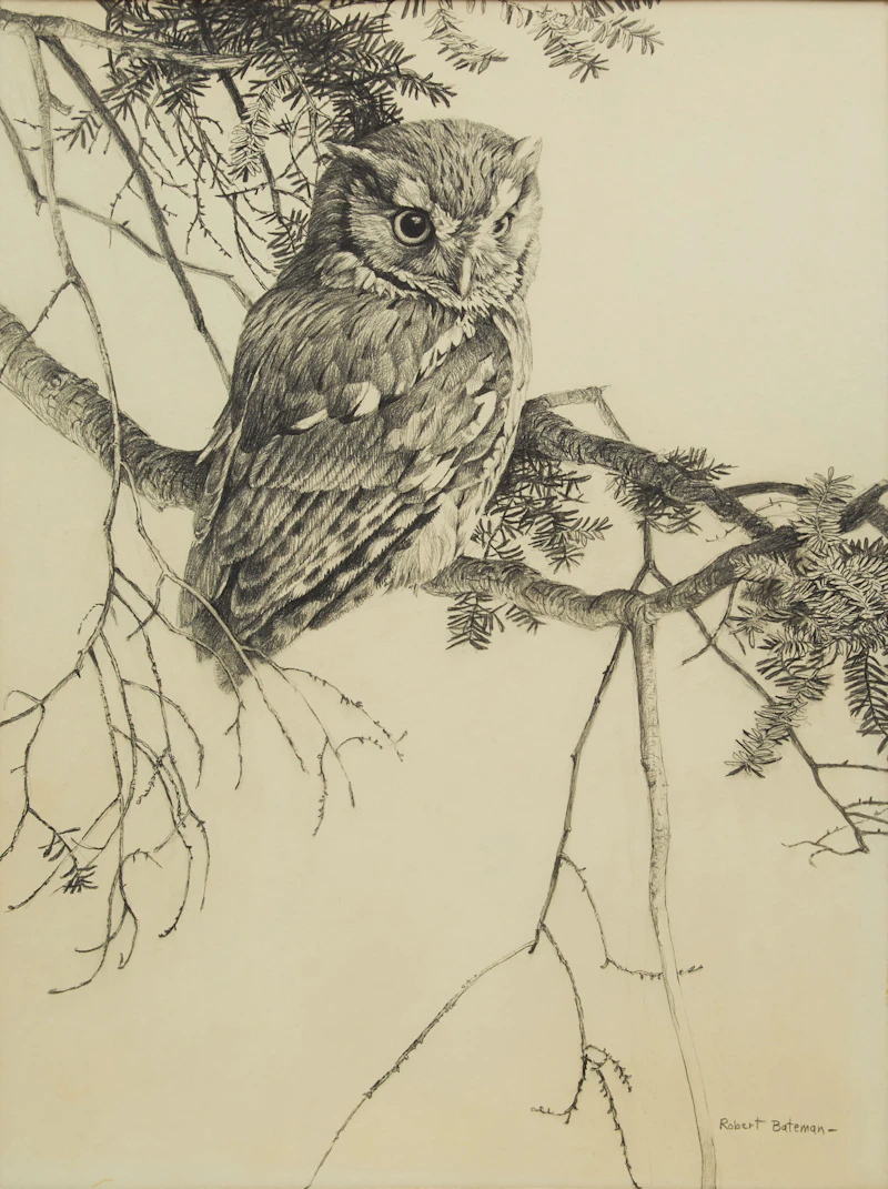Robert Bateman, Owl Sketch