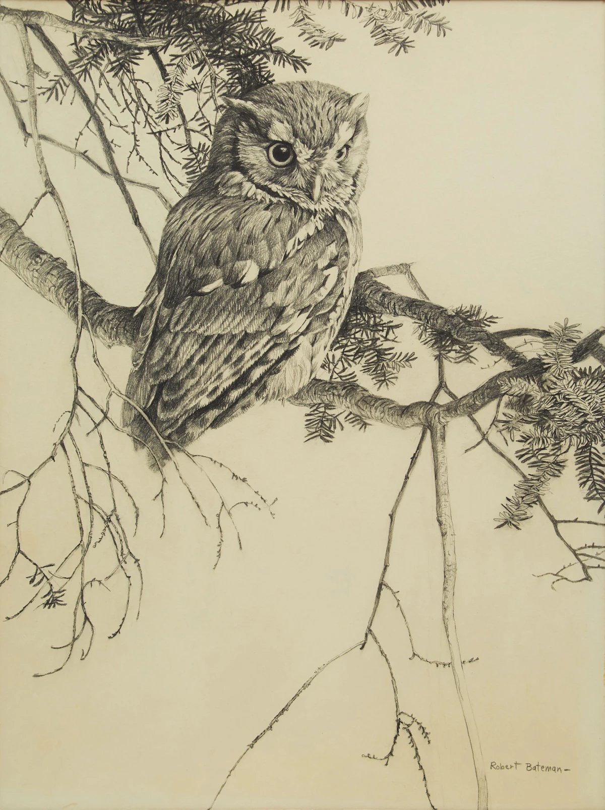 Robert Bateman, Owl Sketch, graphite drawing