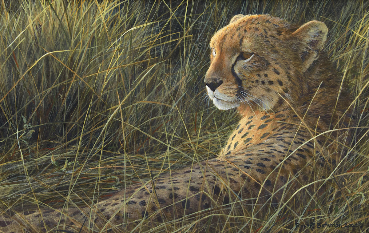 Robert Bateman, Cheetah on the Mara, acrylic on board, 2000