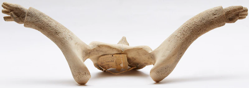 Jaco Ishulutaq, Shaman in Flight, whale bone - view 4