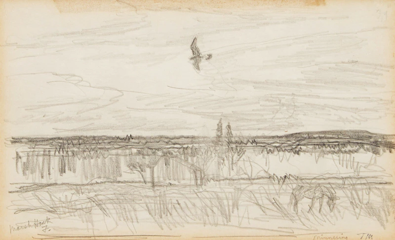 Thoreau MacDonald, Marsh Hawk; Untitled Landscape, 2 pencil sketches - view 4