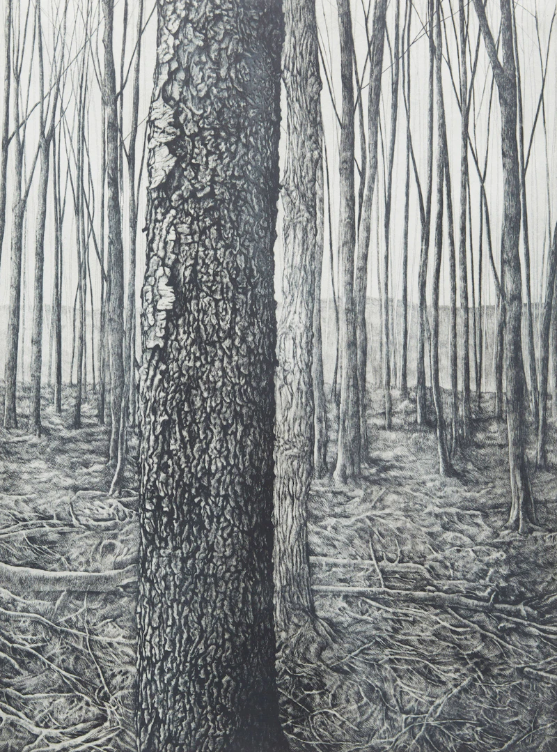 Woodlot III by Jo Manning