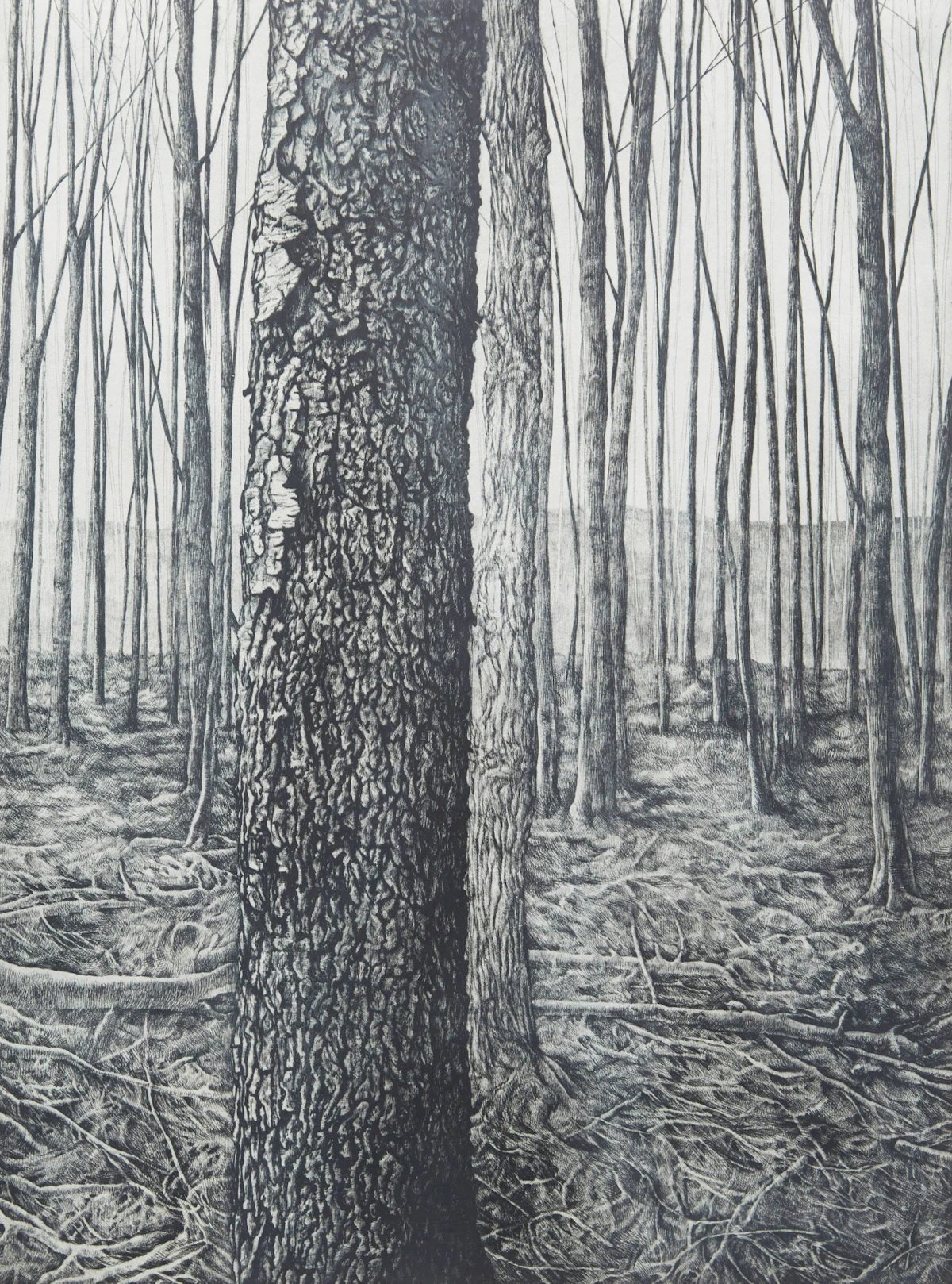 Jo Manning, Woodlot III, etching, 1977