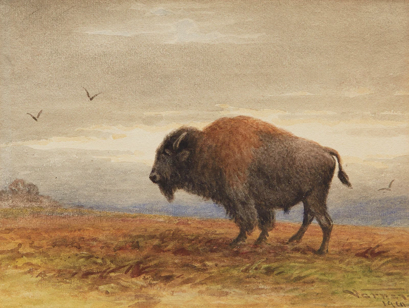 Buffalo by Frederick Arthur Verner