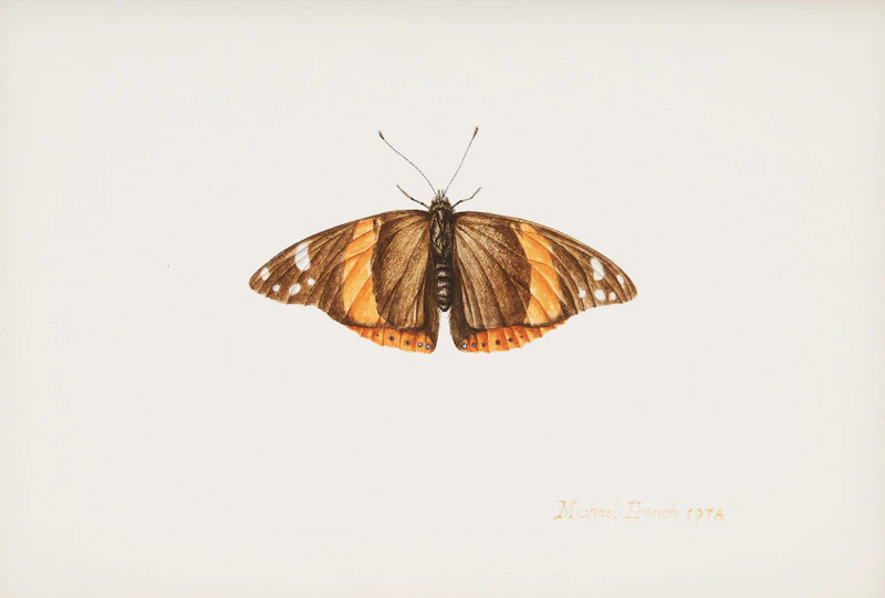 Butterfly Study by Michael French