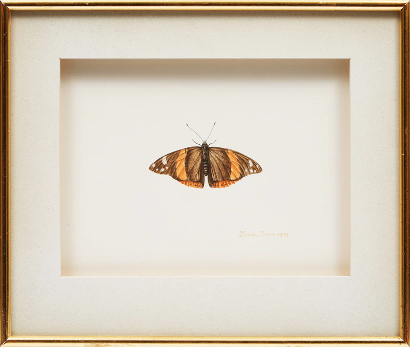Michael French, Butterfly Study, acrylic, 1978 - view 2