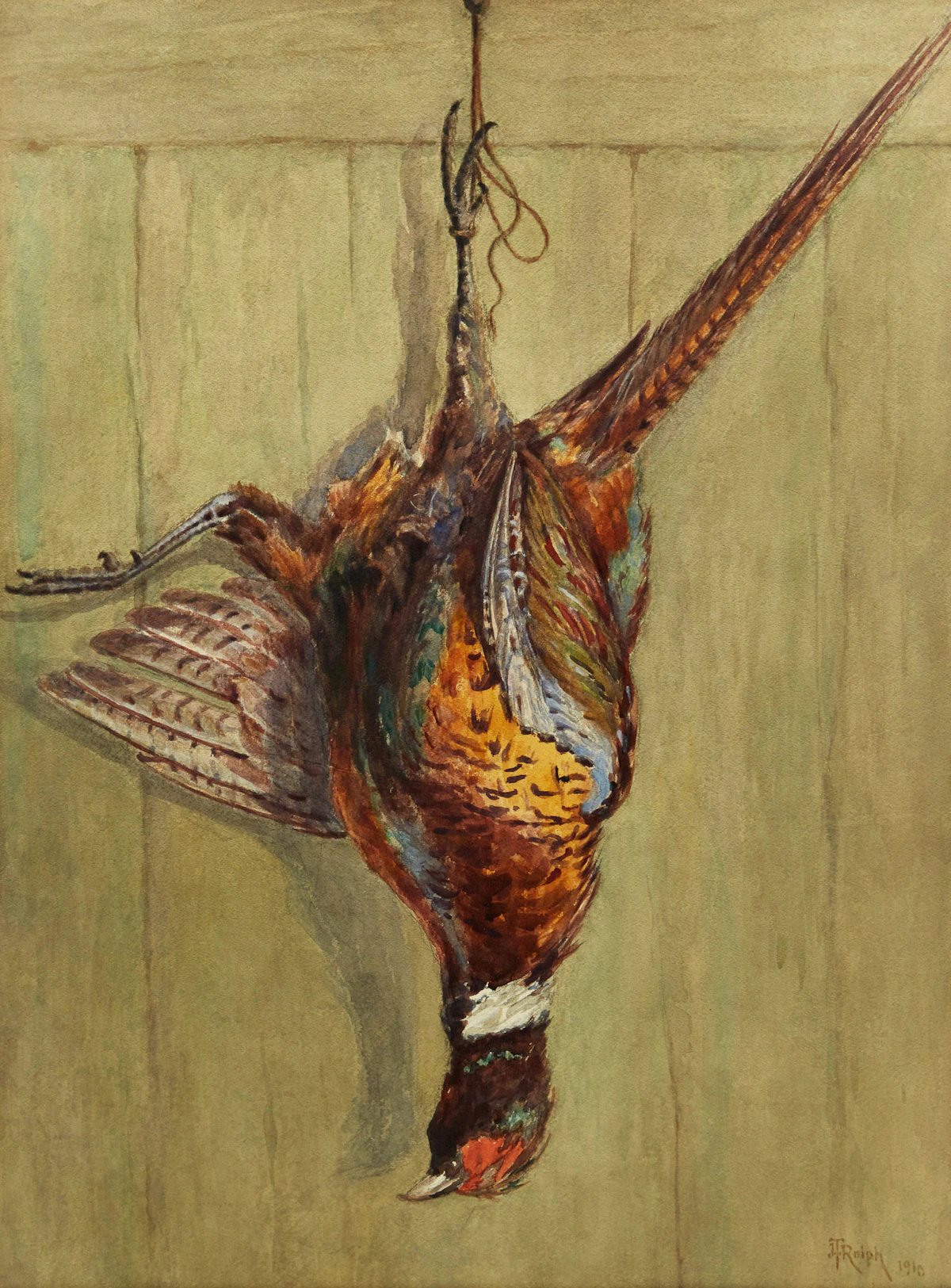 Joseph Thomas Rolph, Hanging Pheasant, watercolour heightened with white