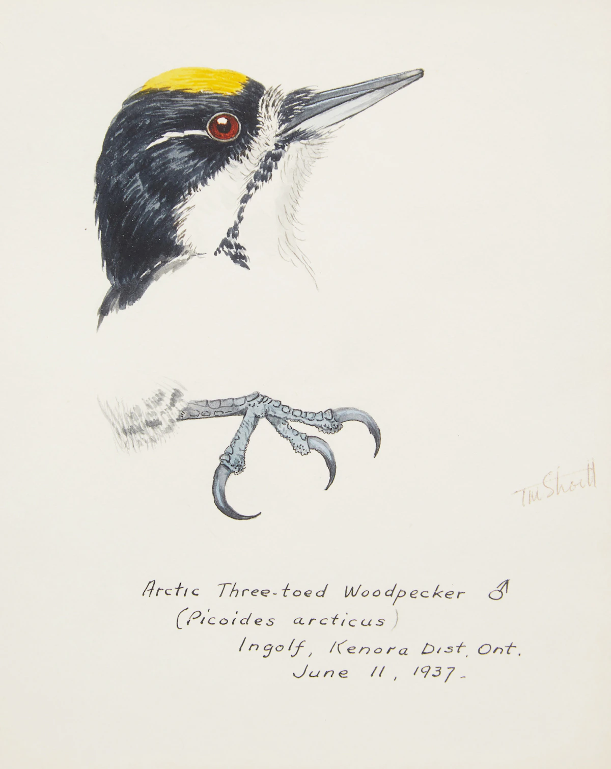 Terence Michael  Shortt, Ornithological Studies , three watercolours