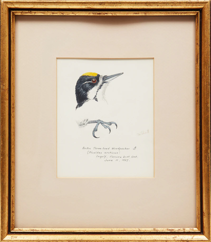 Terence Michael  Shortt, Ornithological Studies , three watercolours - view 2