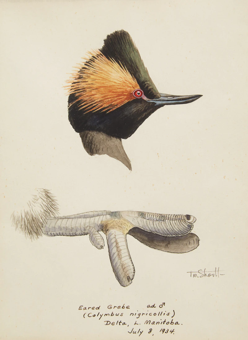 Terence Michael  Shortt, Ornithological Studies , three watercolours - view 4