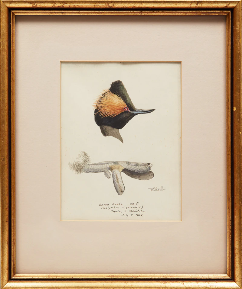 Terence Michael  Shortt, Ornithological Studies , three watercolours - view 5
