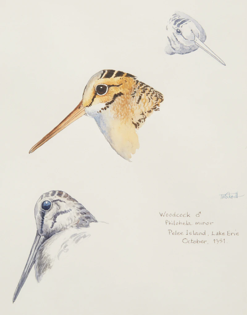 Terence Michael  Shortt, Ornithological Studies , three watercolours - view 7