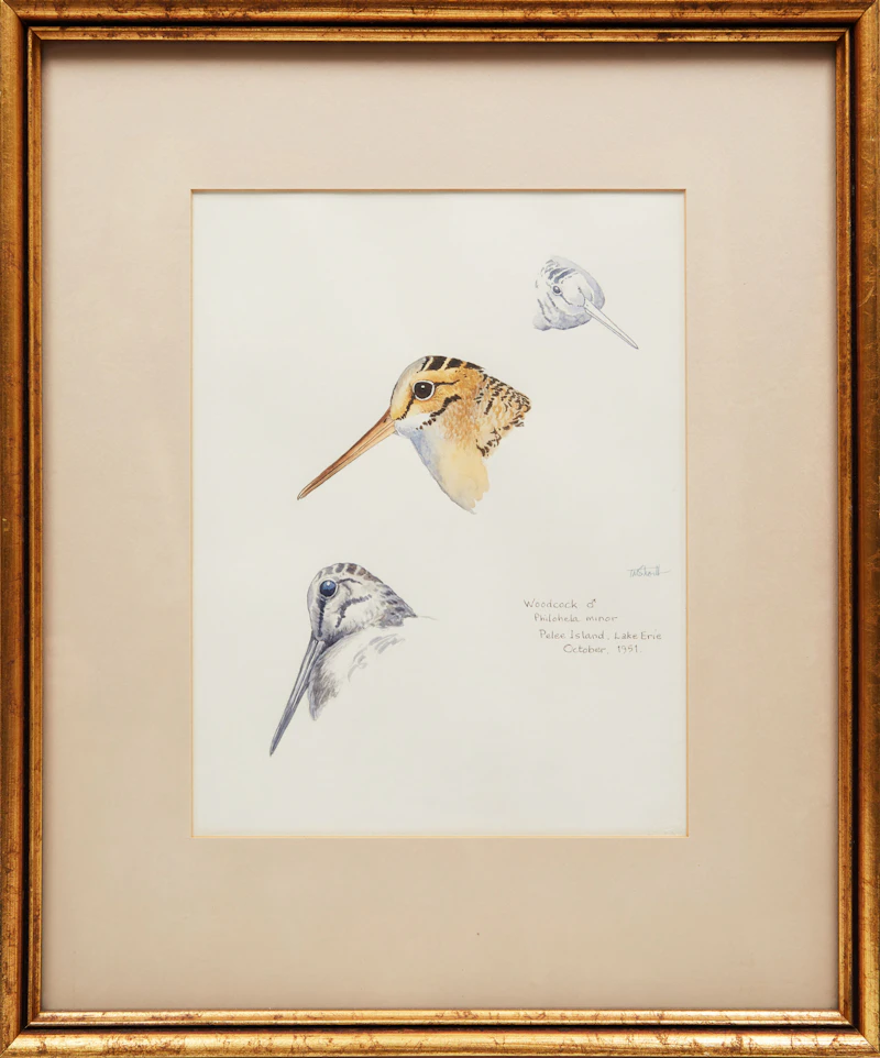 Terence Michael  Shortt, Ornithological Studies , three watercolours - view 8