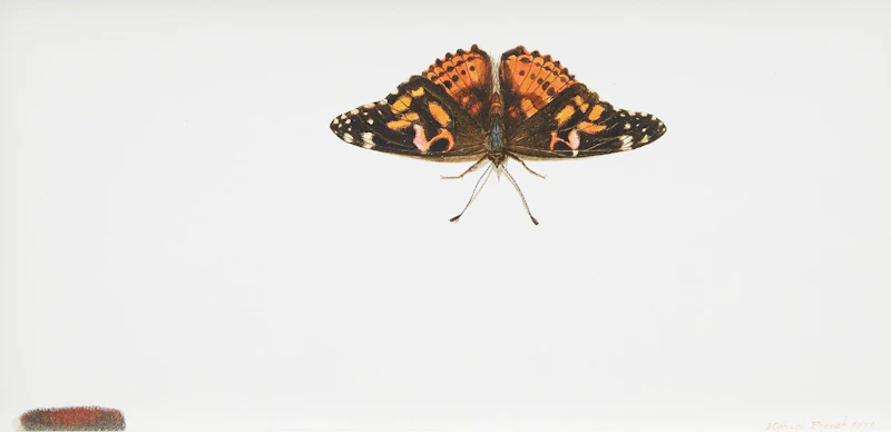 Michael French, Painted Lady, acrylic on paper