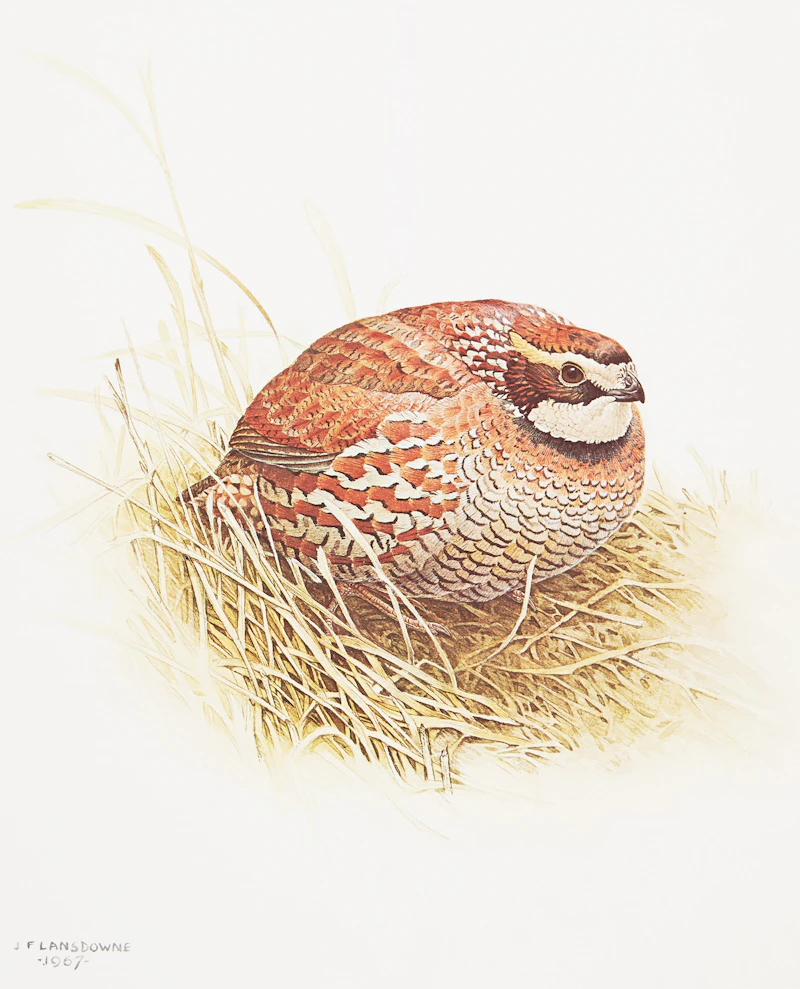 James Fenwick Lansdowne, Three Bird Studies, 3 colour lithographs