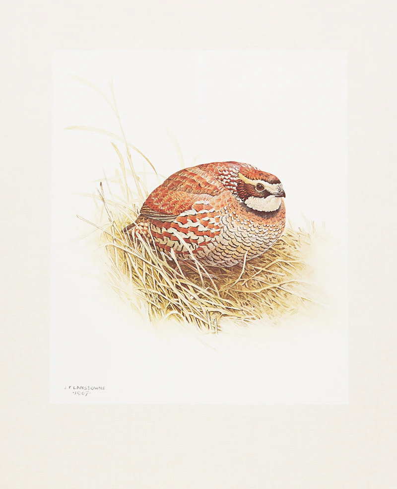 James Fenwick Lansdowne, Three Bird Studies, 3 colour lithographs - view 2