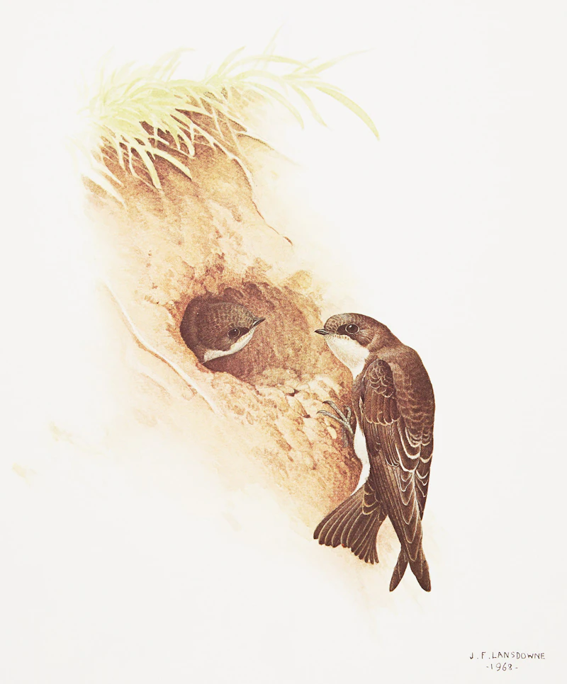 James Fenwick Lansdowne, Three Bird Studies, 3 colour lithographs - view 3