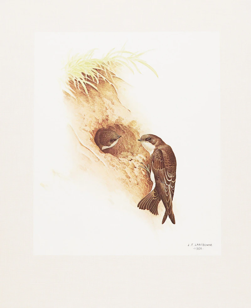 James Fenwick Lansdowne, Three Bird Studies, 3 colour lithographs - view 4
