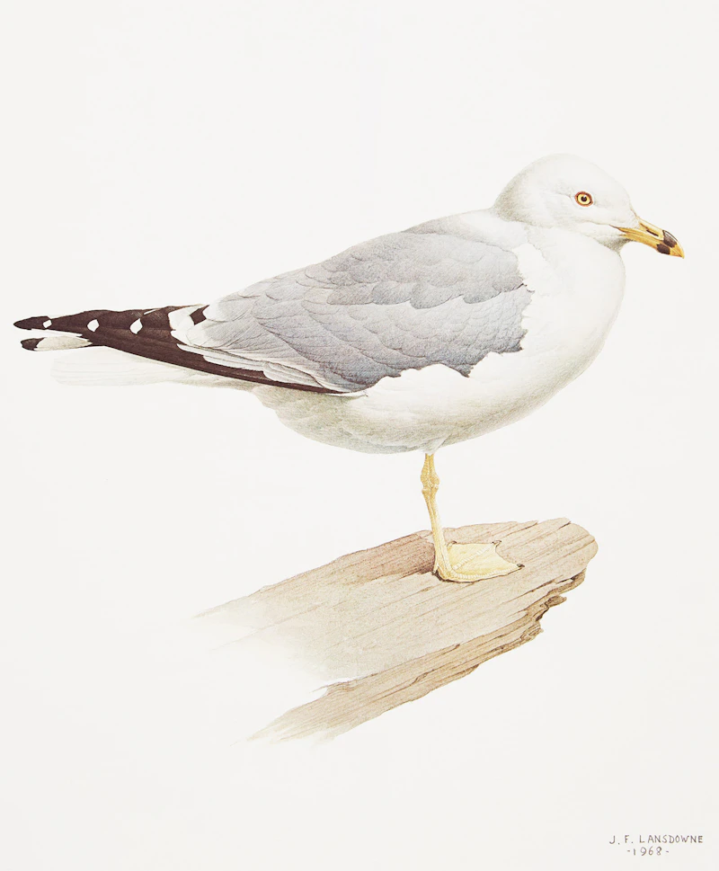 James Fenwick Lansdowne, Three Bird Studies, 3 colour lithographs - view 5