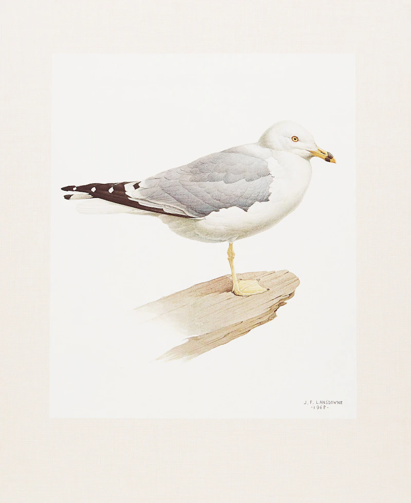 James Fenwick Lansdowne, Three Bird Studies, 3 colour lithographs - view 6
