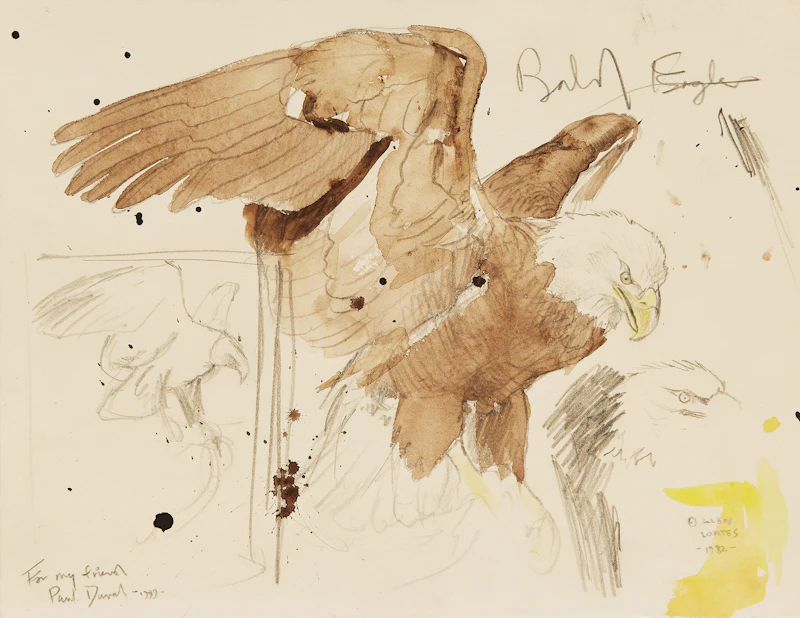 Bald Eagle (Study) by Martin Glen Loates