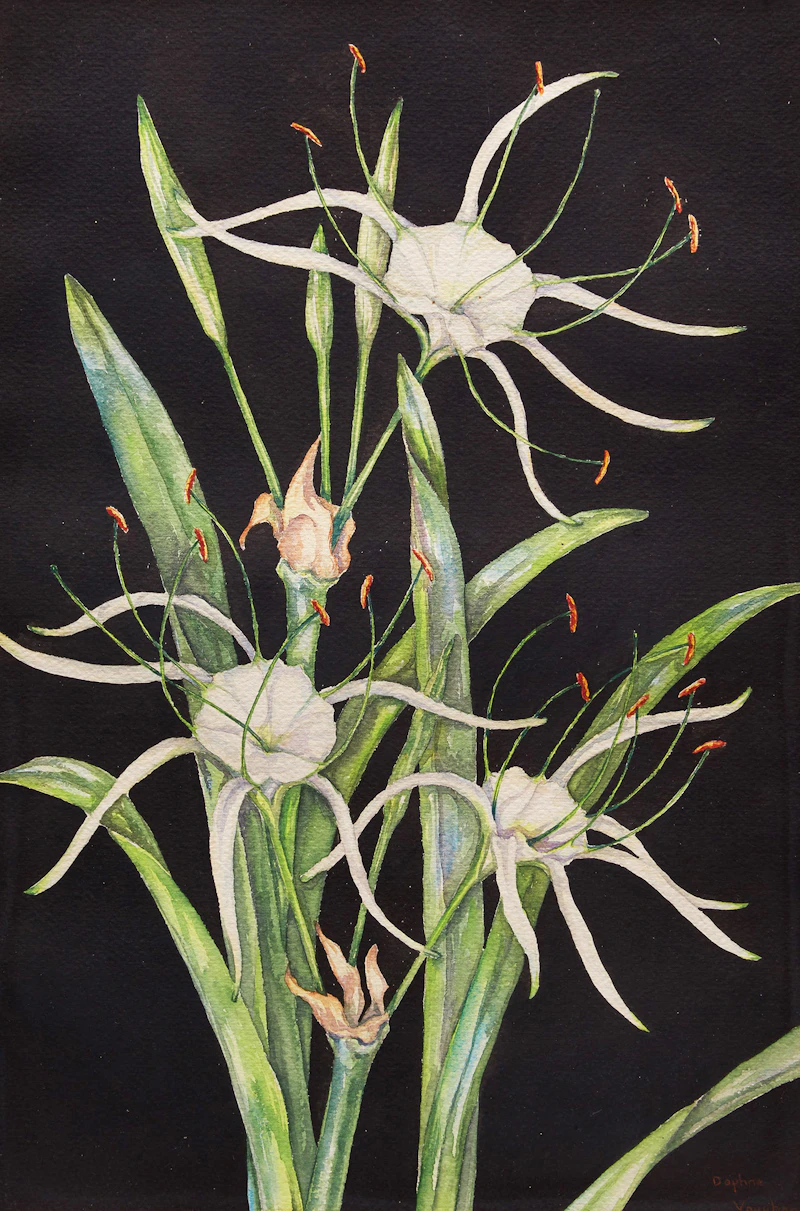 Floral Study  by Daphne Vaughan
