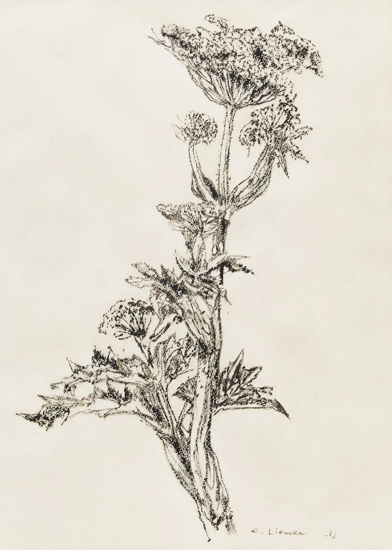 Arthur Lismer, Botanical Study, pencil drawing