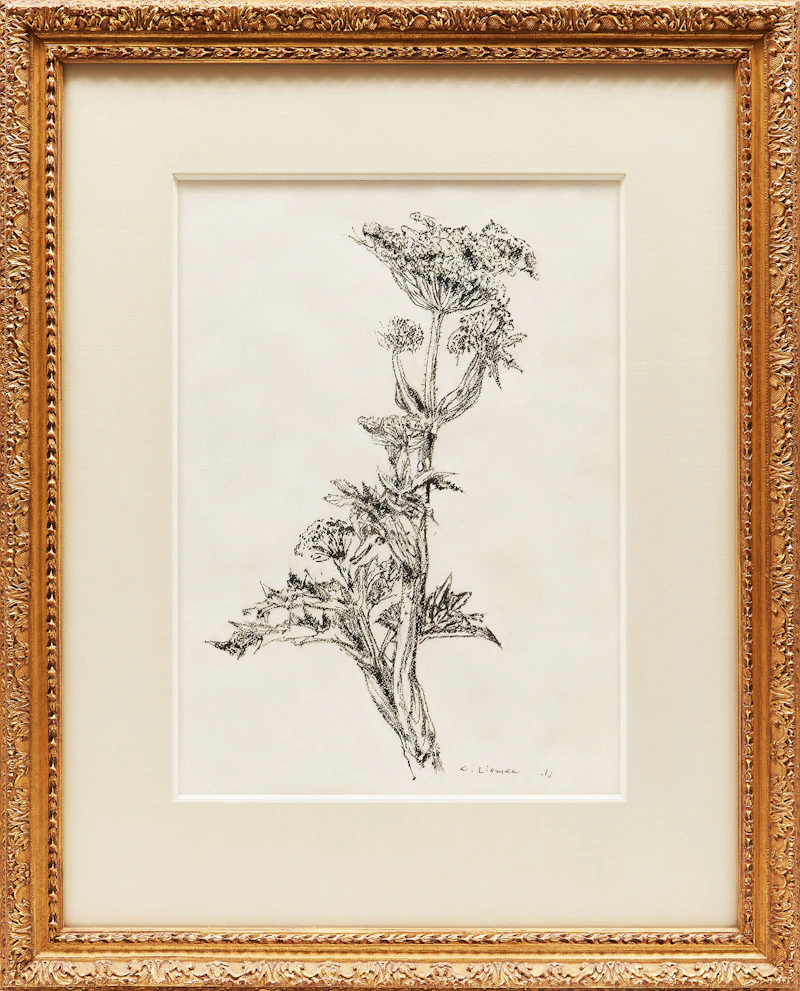 Arthur Lismer, Botanical Study, pencil drawing - view 2