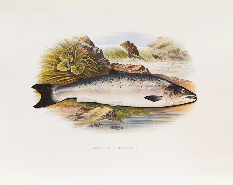 Bill Ronald Reid, “The Salmon” by Roderick Haig-Brown , book and set of prints - view 7
