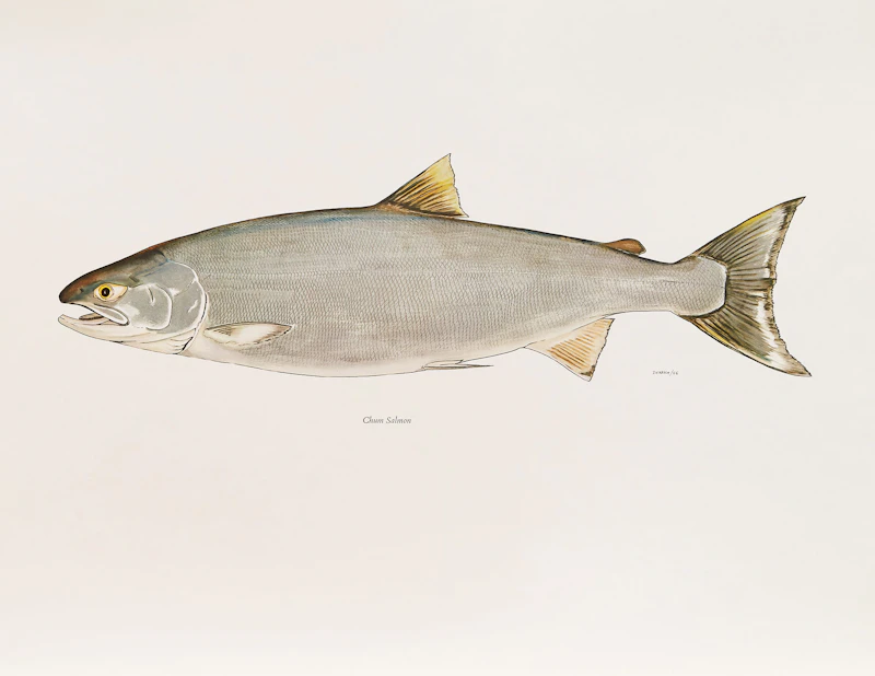 Bill Ronald Reid, “The Salmon” by Roderick Haig-Brown , book and set of prints - view 8